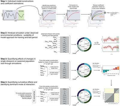 Life Cycle Dynamics of a Key Marine Species Under Multiple Stressors